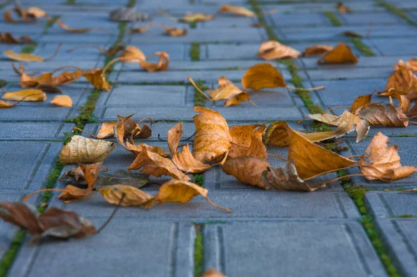 Hojas Otoño Colores Brillantes Losas Pavimentación Urbana Cerca —  Fotos de Stock