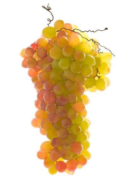 Ripe Big Bunch Grapes White Isolated Background Close — Stock Photo, Image