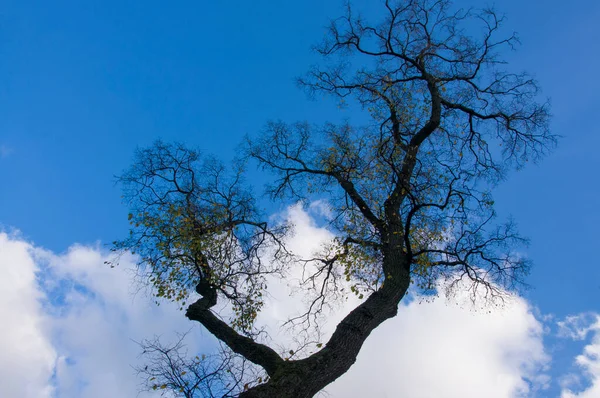 Grote Grillige Boomtak Met Gele Bladeren Tegen Blauwe Lucht Witte — Stockfoto