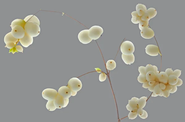 Gri izole arka planda beyaz böğürtlenli ağaç dalı