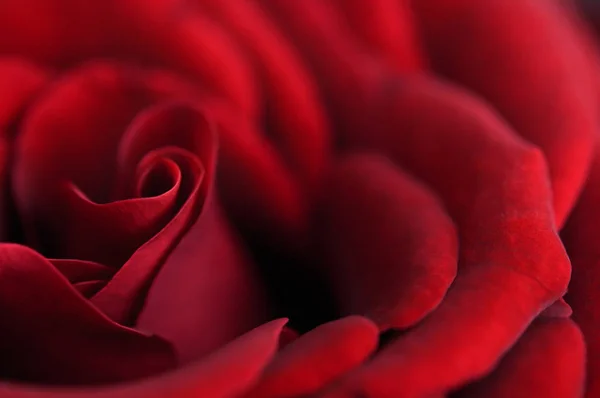 Macro Rose Petals Greeting Card Closeup Shallow Dof — Stock Photo, Image