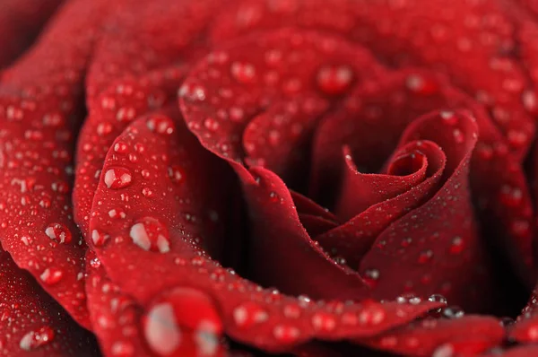 Red Rose Water Drops Greeting Card Closeup Shallow Dof — Stock Photo, Image