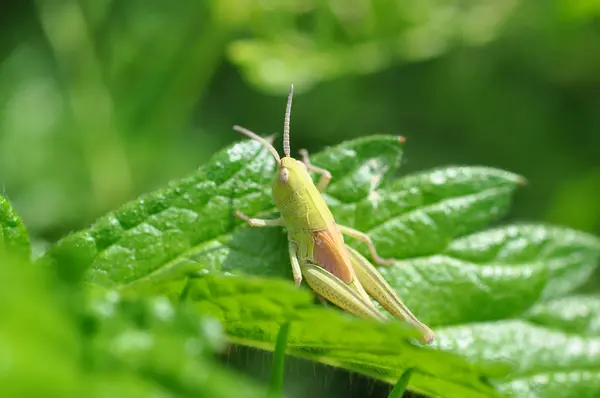 Little Grasshopper Leaf Grass Close Shot — Stock Photo, Image