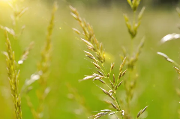 在春天的田野里 阳光下的小草 自然背景 — 图库照片