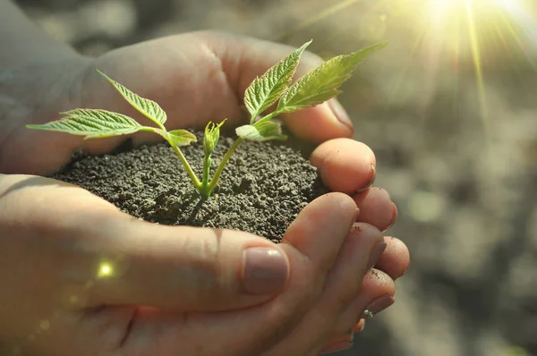 Jovem Planta Raios Sol Mãos Segurando Broto Jovem Solo Conceito — Fotografia de Stock