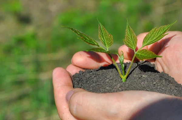 Plante verte dans les mains d'une femme . — Photo