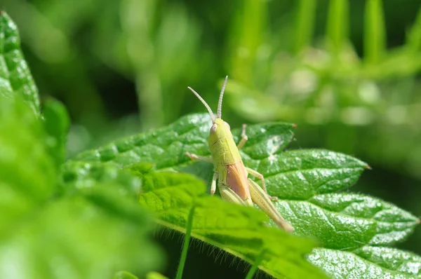 Grasshopper in the grass. — Stock Photo, Image