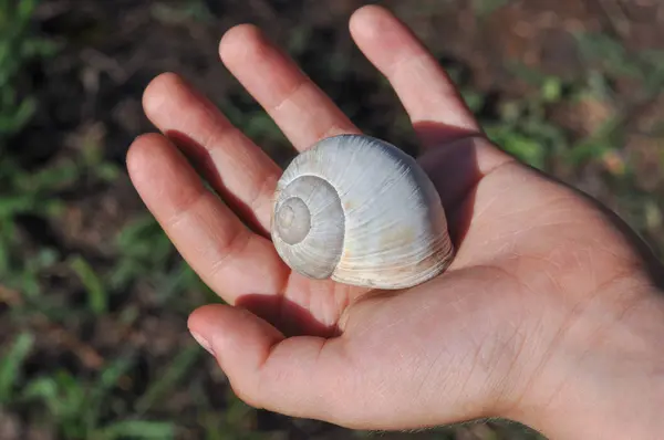 Slak op de palm van de jongen. — Stockfoto