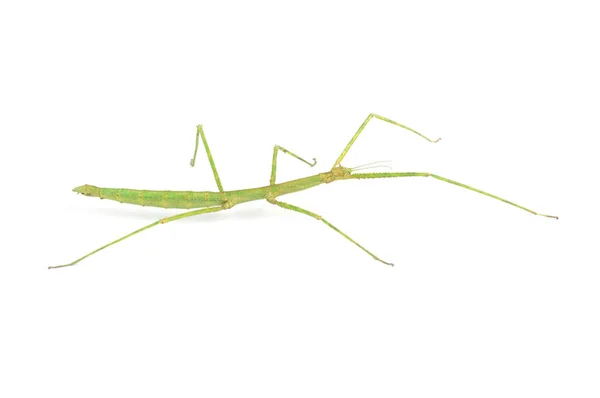 Walking Stick Insect. — Stock Photo, Image