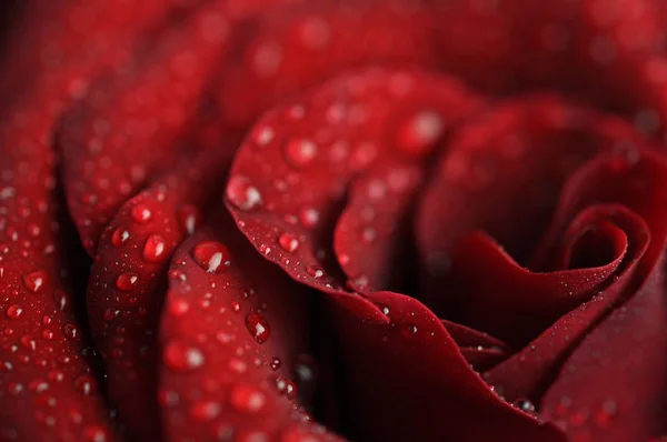 Fresh red rose bud with water drops. — Stock Photo, Image