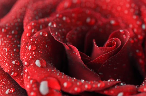 Wet Red Roses With Water Drops. — Stock Photo, Image