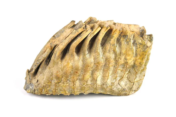 Zębów mamuta na białym tle. — Zdjęcie stockowe