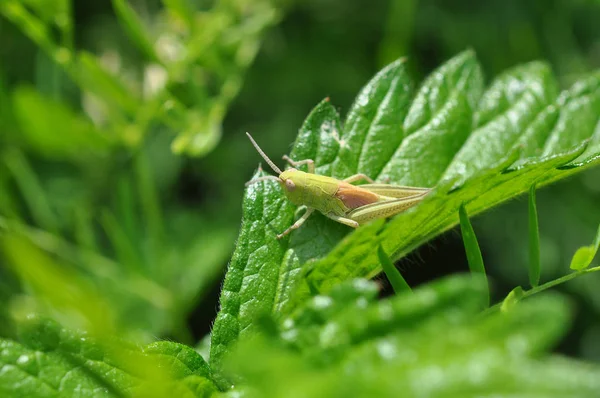 Heuschrecke im Gras. — Stockfoto