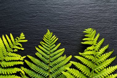 Ferns bırakın siyah arduvaz taş zemin üzerine yeşil arka plana git