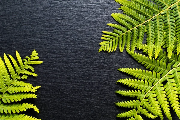 Groene Achtergrond Varens Zwarte Leisteen Stenen Achtergrond Verlaten Gaan — Stockfoto