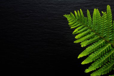 Yeşil kavram arka plan siyah arduvaz taş zemin üzerine Ferns bırakın gidin