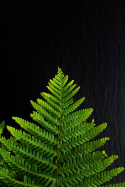 Yeşil kavram arka plan siyah arduvaz taş zemin üzerine Ferns bırakın gidin