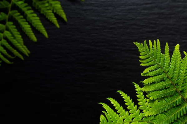 Go Green concept background ferns leave on black slate stone background