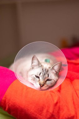Evde beslenen hayvan kaygı kavramı uykulu kedi Elizabethan yaka, E-yaka giyiyor
