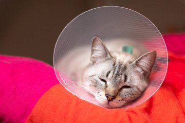 Evde beslenen hayvan kaygı kavramı uykulu kedi Elizabethan yaka, E-yaka giyiyor