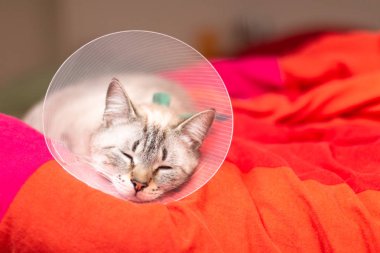 Evde beslenen hayvan kaygı kavramı uykulu kedi Elizabethan yaka, E-yaka giyiyor