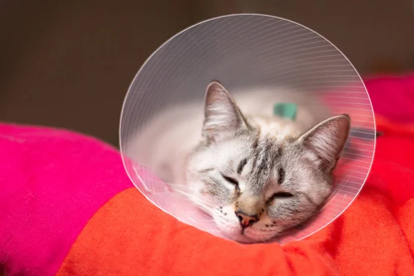 Pet care concept Sleepy cat wearing Elizabethan collar, E-collar