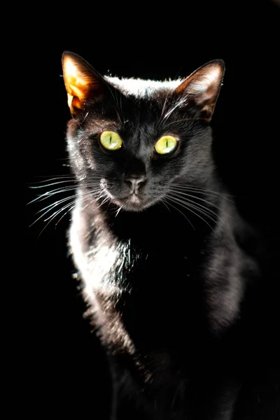 Концепция домашних животных Портрет эмоционального Черного кота на черном заднем плане — стоковое фото