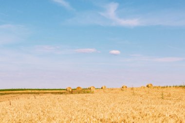 Dış mekan kavramı saman balyası saman balyası. Mevsimlik buğday fidanı ve fotokopi alanı.