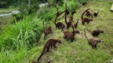 Koloni şirin Panama ormanda yiyecek arayan Coati (Nasua)