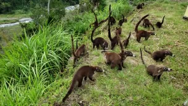 파나마의 정글에서 음식을 귀여운 Coati 고릴라 식민지 — 비디오