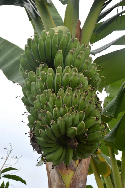 Een Bos Van Rauwe Groene Bananen — Stockfoto