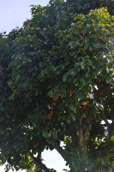 Árbol Frutal Guayaba Verde —  Fotos de Stock