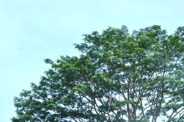 Árbol Grande Contra Cielo Azul — Foto de Stock