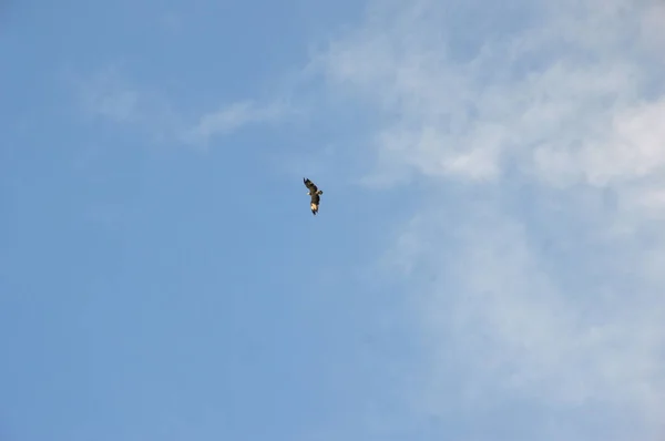 Águila Volando Sobre Cielo Azul — Foto de Stock