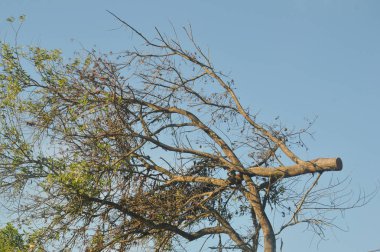 mavi gökyüzü arka plan ile büyük bir ağaç dallarında kurutulmuş