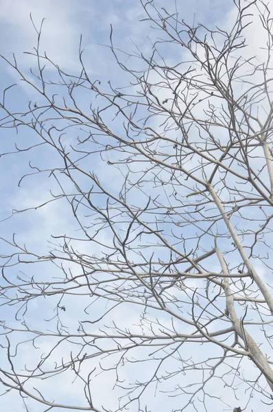 Rami Secchi Grande Albero Con Sfondo Cielo Blu — Foto Stock