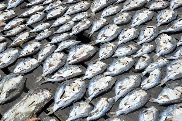 Rangée Poisson Séché Fond — Photo