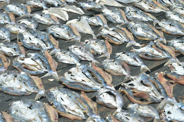 Satır Kurutulmuş Balık Arka Plan — Stok fotoğraf