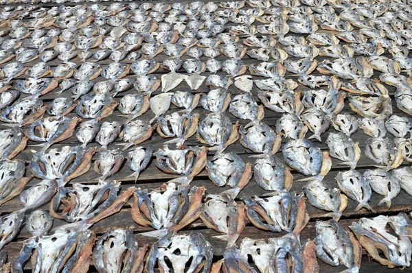 Ряд Сушеной Рыбы Фон — стоковое фото