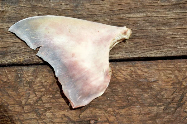 shark fin dried in the wood