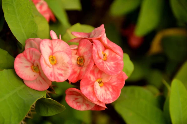 Цветки Тернового Венца Euphorbia Milli Desmoul — стоковое фото