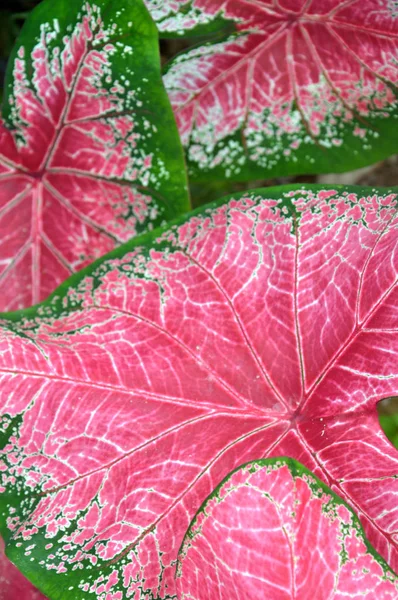 Kertben Gyönyörű Növény Caladium — Stock Fotó