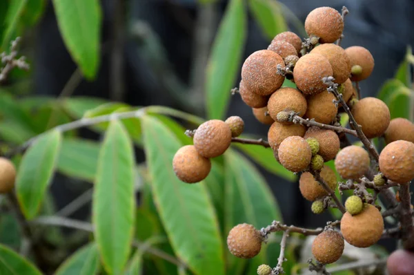 Fruit Longan Garden — Stock Photo, Image