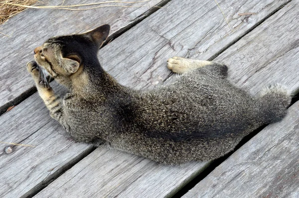 Rhe Tahtada Siyah Kedi — Stok fotoğraf