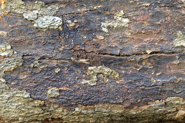 详细的棕色树皮树 — 图库照片