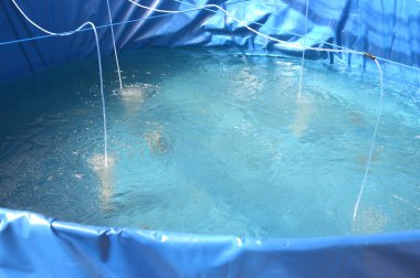 balık Kreş ve karides havuz oyunları