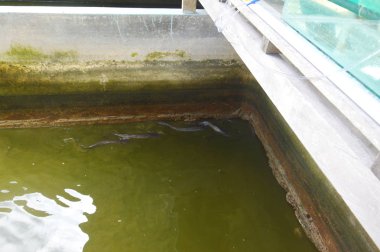 balık Kreş ve karides havuz oyunları