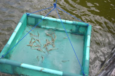 balık Kreş ve karides havuz oyunları