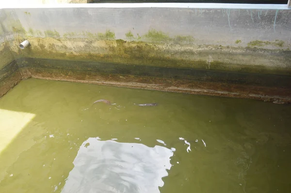 Fish Nursery Shrimp Ponds — Stock Photo, Image