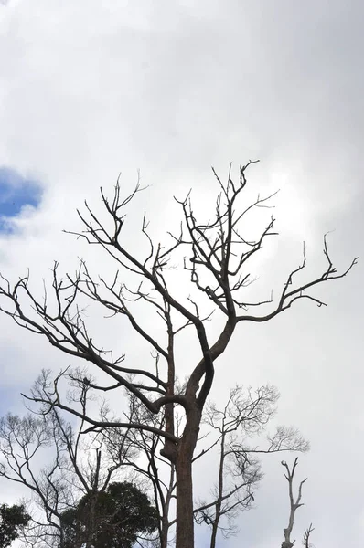 Torkade Grenar Ett Stort Träd Med Himmel Bakgrund — Stockfoto